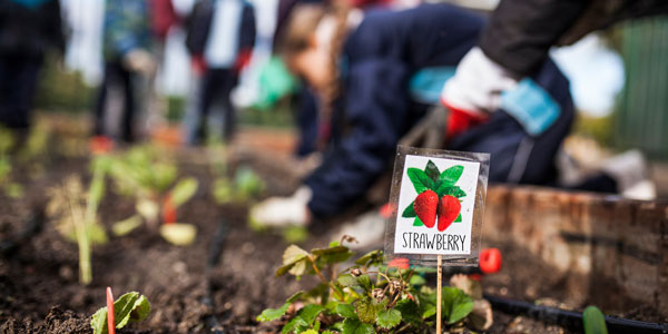 School Garden